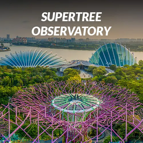 Supertree Observatory